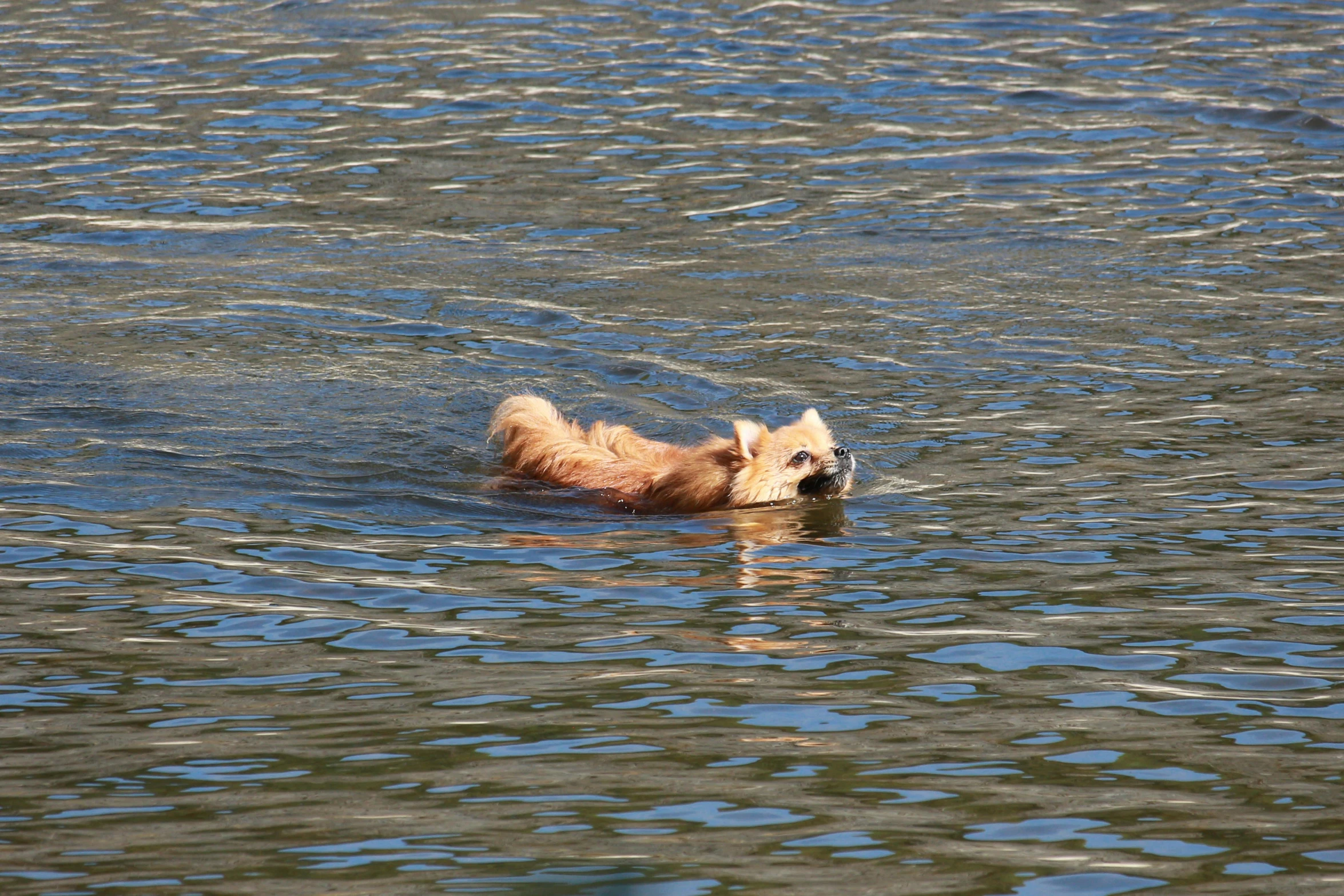 a dog in the water is smiling for the camera