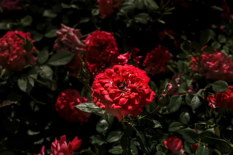 some red flowers and green leaves are on a dark background