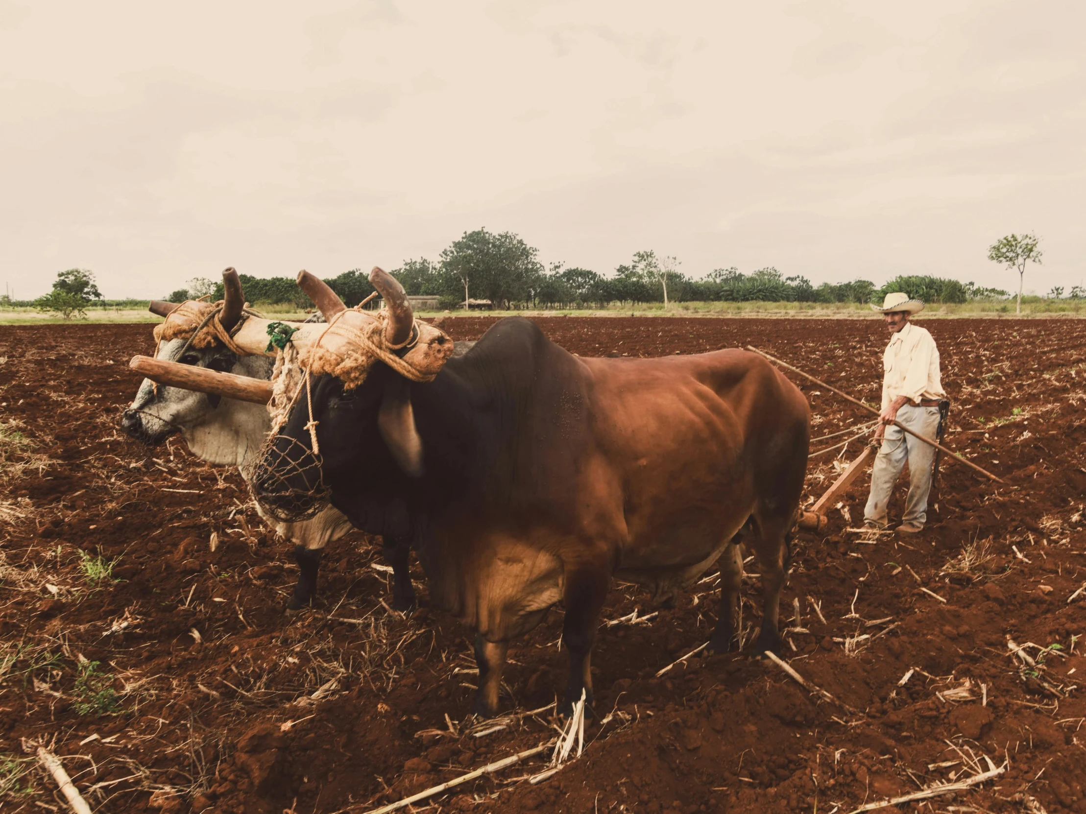 a man in a field with two cows