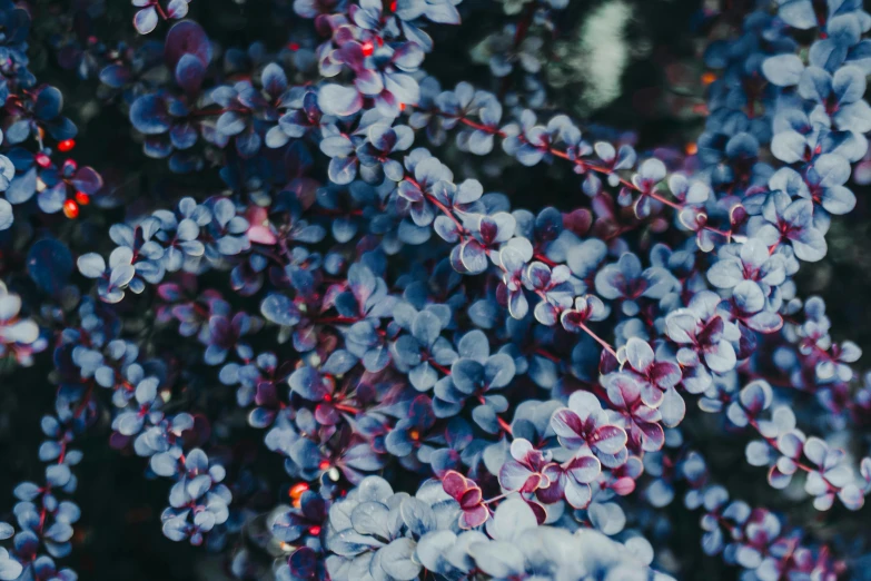 colorful clusters of flowers are in bloom with purple centers