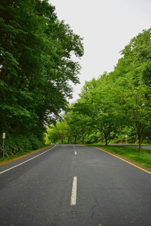 a lone road lined with trees and grass