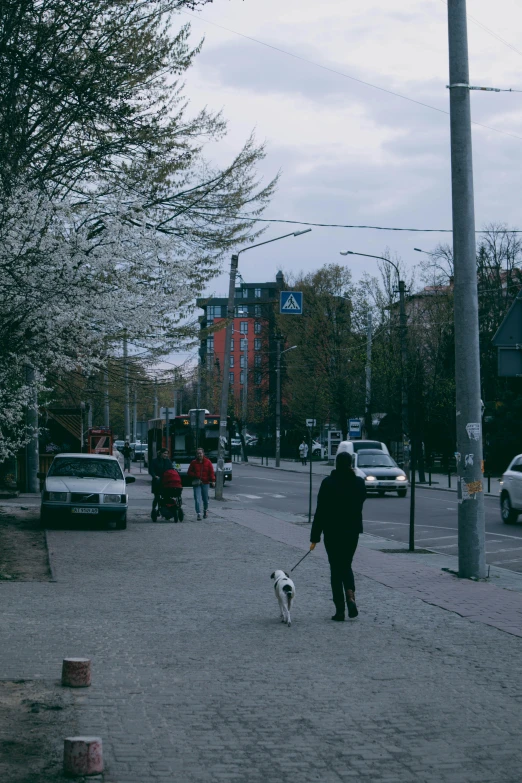 woman walking two dogs on brick pavement near parking lot