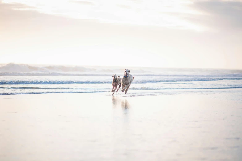 two giraffes running through the sand near the water