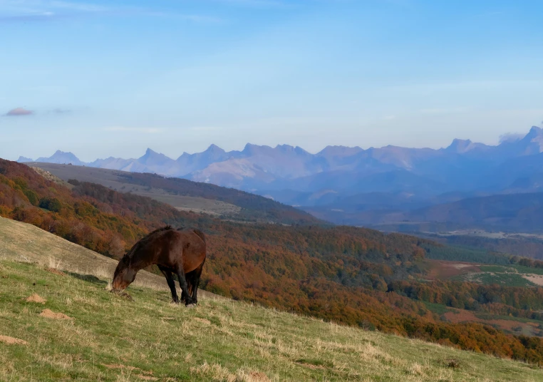 a lone horse is grazing on the top of a hill