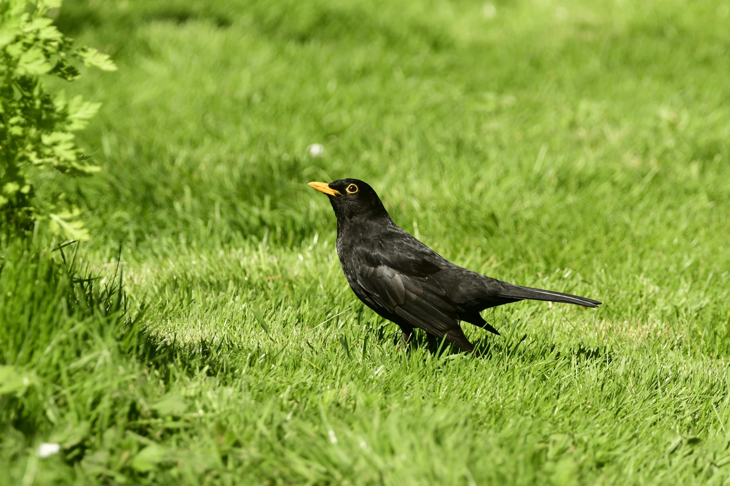 a black bird stands in the green grass