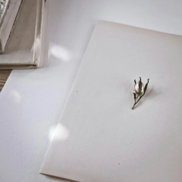 a picture frame with a single white flower