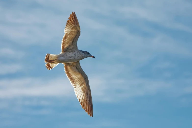 the bird is flying through the sky with its wings spread