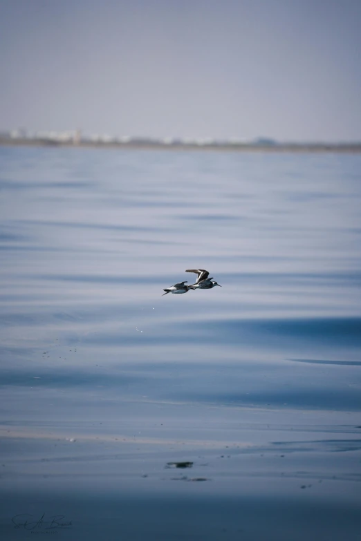 there is an image of bird that can be seen in the water