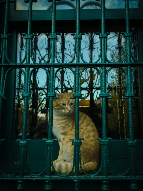 a cat sitting behind the bars of a metal fence