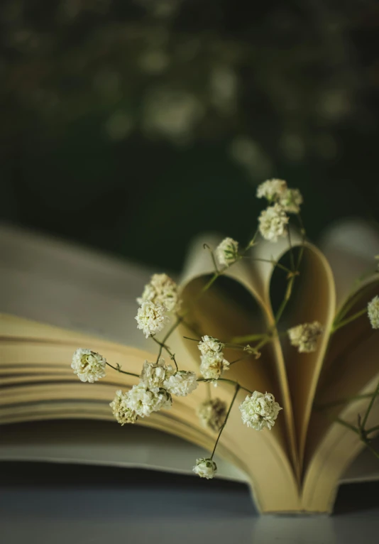 an open book with little white flowers floating out of it