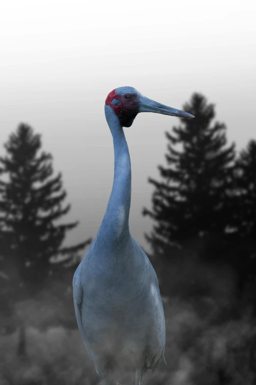 the large bird with a long neck is looking off into the distance