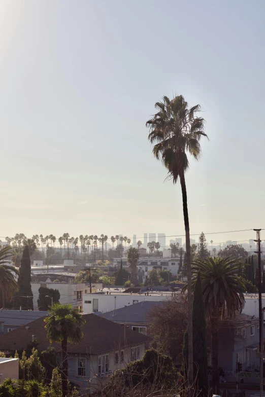 there is a palm tree next to a town