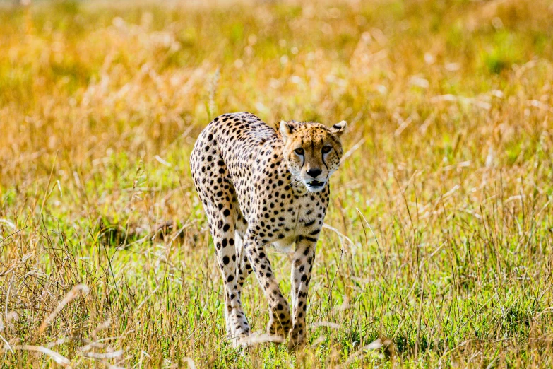 a cheetah walking on a field in the wild