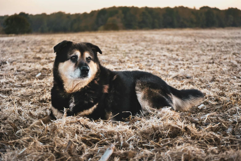 a dog that is laying down in the grass