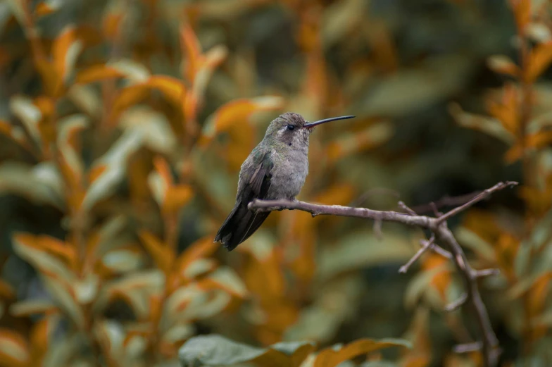 a small bird sitting on top of a tree nch