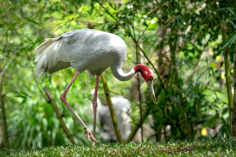 a stork eating a fruit that is in the grass