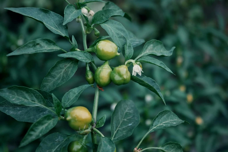 an image of some green fruits on the plant