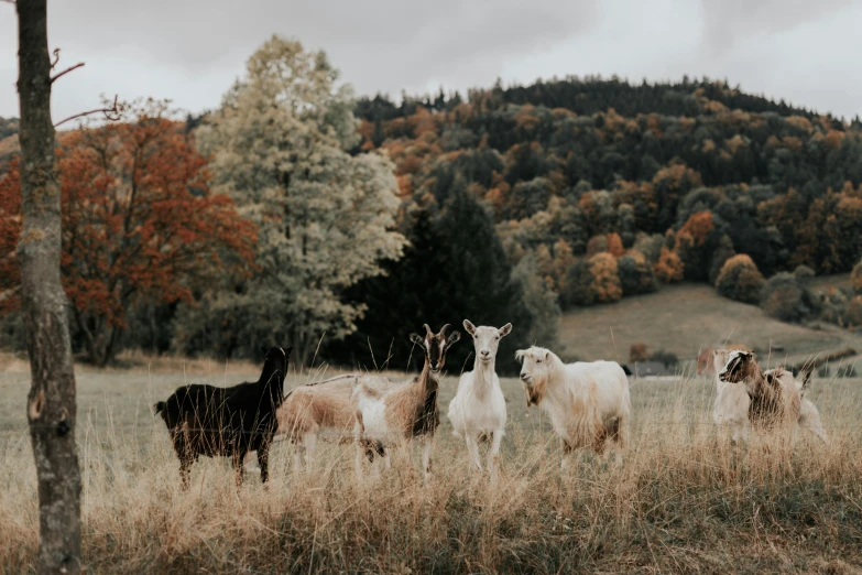 a bunch of animals that are standing in the grass