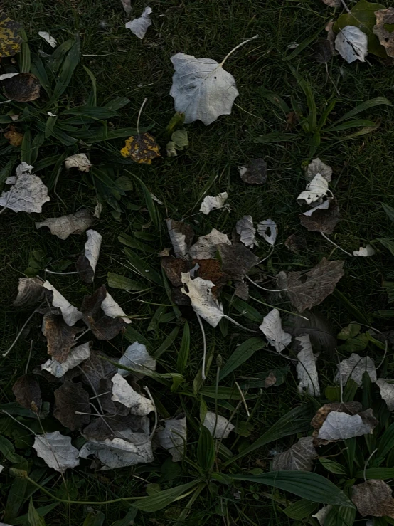 fallen leaves sitting on a grassy field