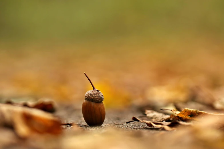 an acorn walking in the leaves to get some air