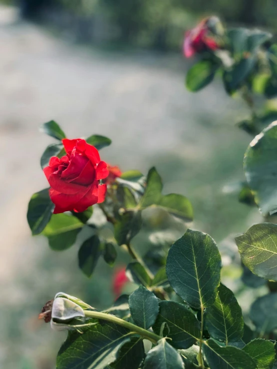 red rose with green leaves in the foreground