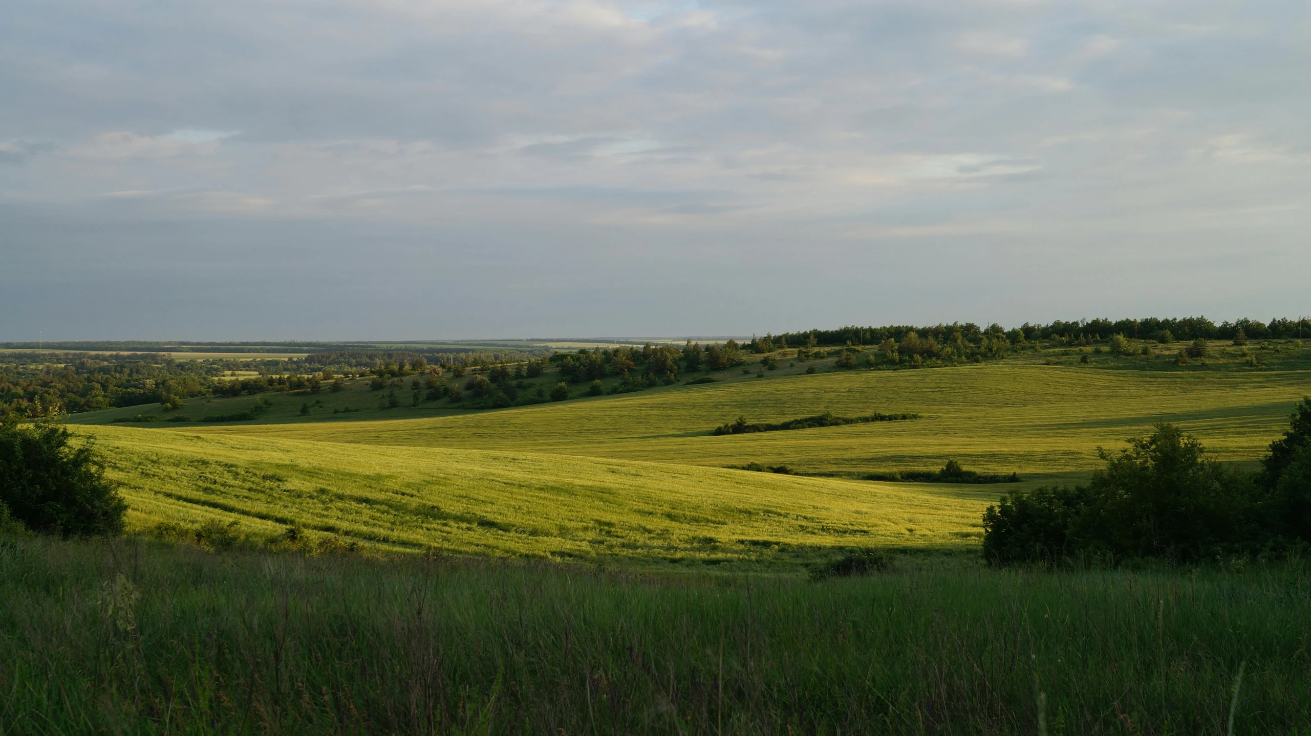 a beautiful view of a green hillside with many trees in the background