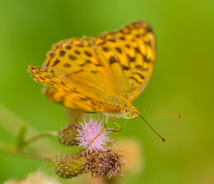 the small yellow erfly has large spots on its wings