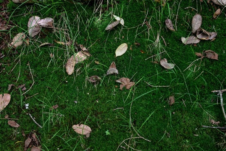 a bunch of leaves that are sitting on grass