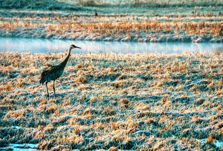 a lone crane walking through a field during the day