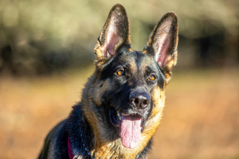 a dog sticks his tongue out while looking at the camera