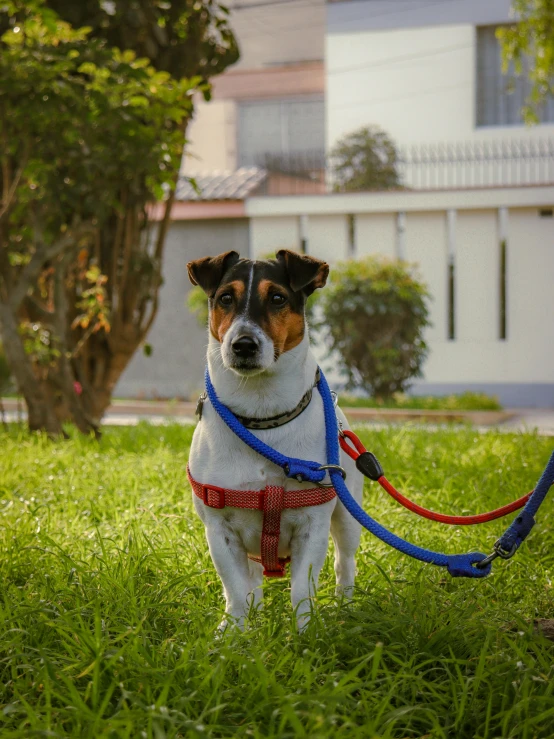 a dog wearing a blue and red harness and leash standing in the grass