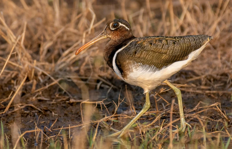 an image of a bird that is standing in the grass