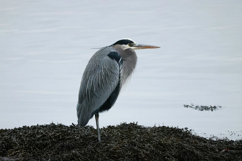 the large bird is perched on top of a pile of grass