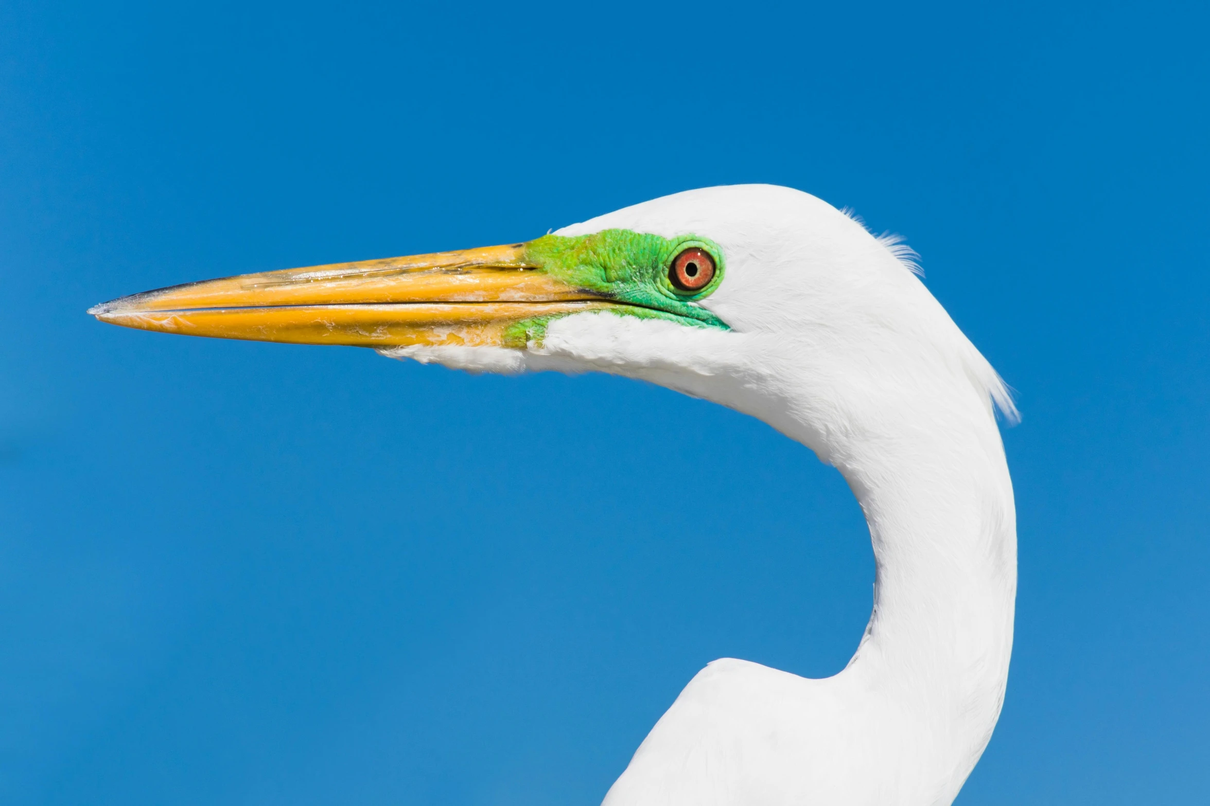 a close up of a white egret's head