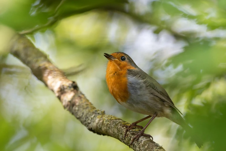 a small bird is standing on a nch