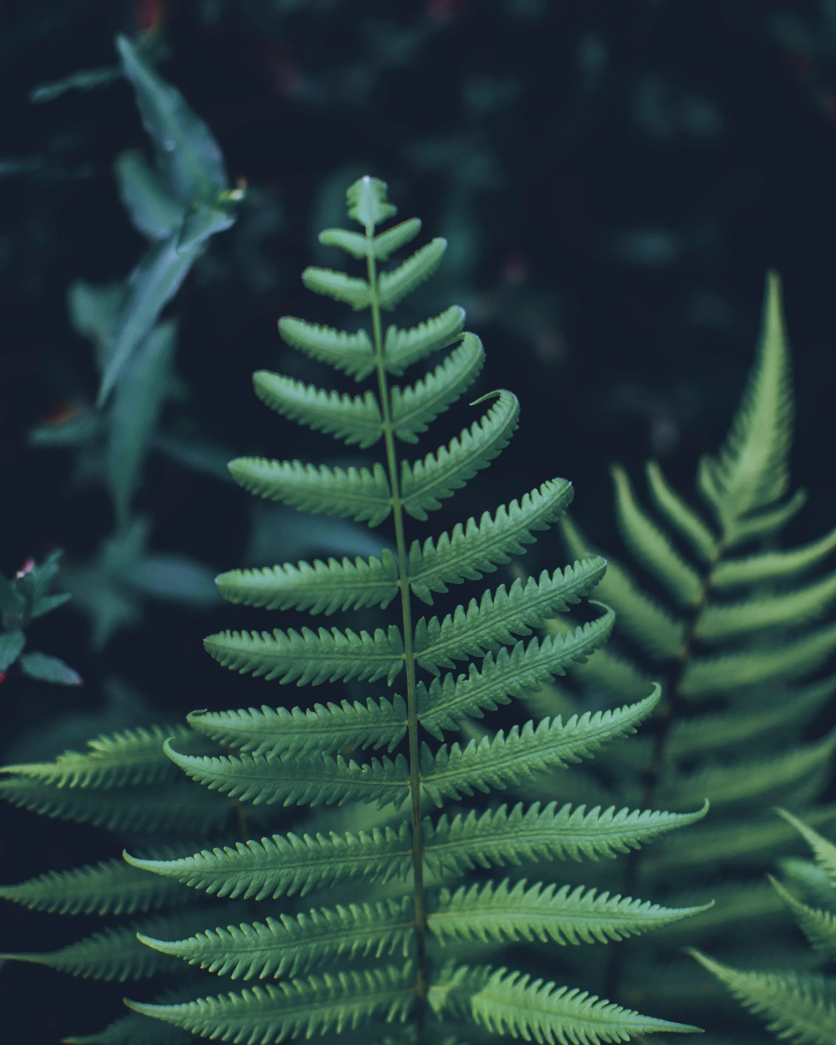 a fern leaf on a plant in front of a bunch of bushes