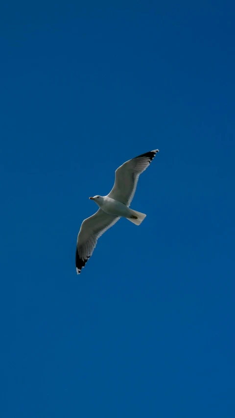 white and black bird flying over blue sky