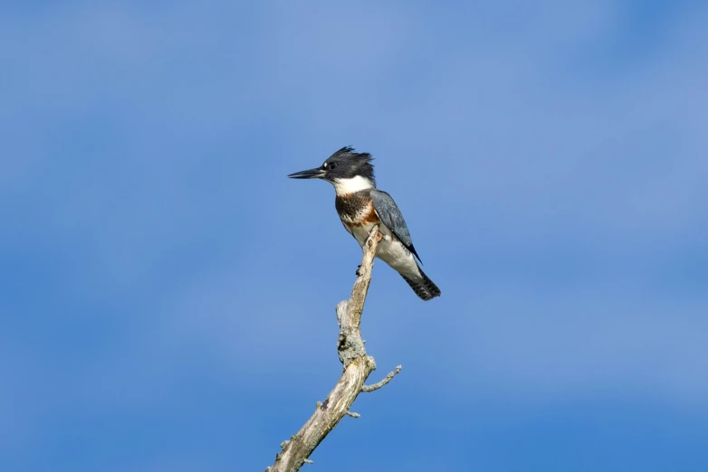 a black and white bird is perched on a dead tree nch