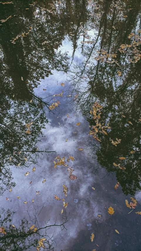 reflection of clouds in water, leaf covered tree leaves on the ground