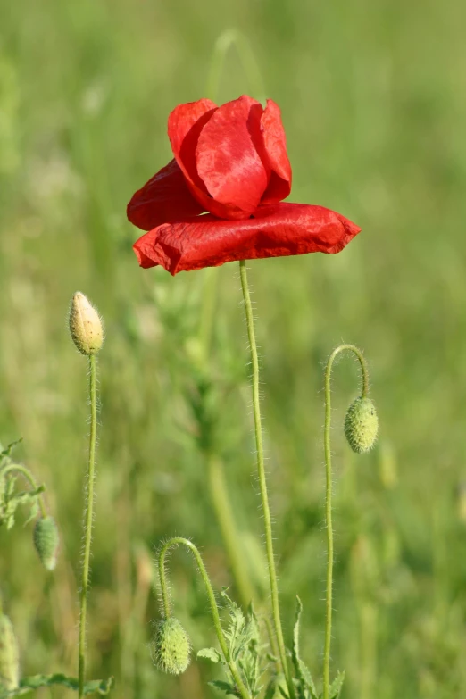 there is a poppy that is growing very tall