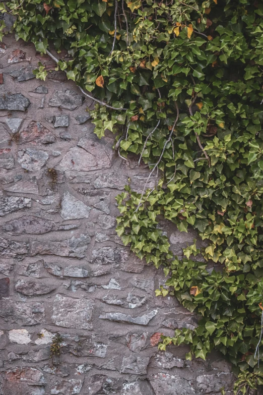 an image of the top of a very beautiful shrub