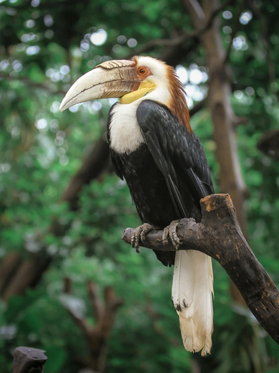 a bird with an orange, white and black beak sitting on a tree nch