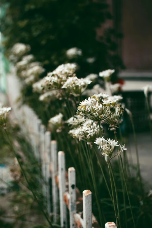 white flowers in a garden by the side of the road