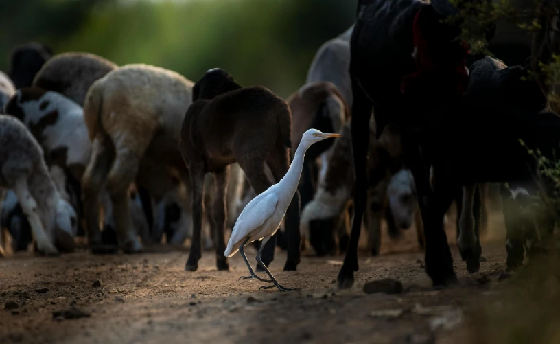 there are many sheep in the foreground and a large bird walking beside