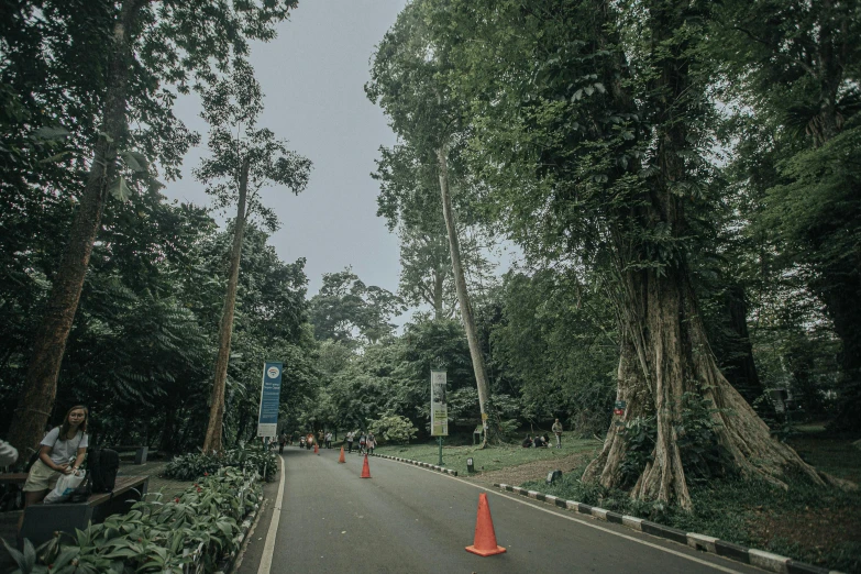 trees growing next to the side of a road