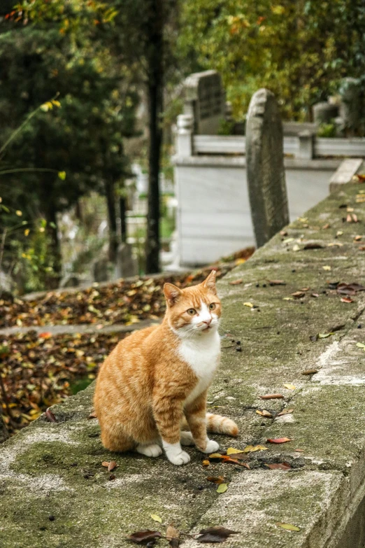 an orange and white cat sitting on cement next to tombstones