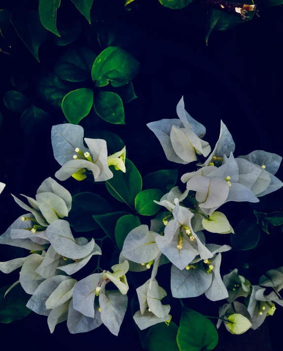 a white flower with green leaves in the dark