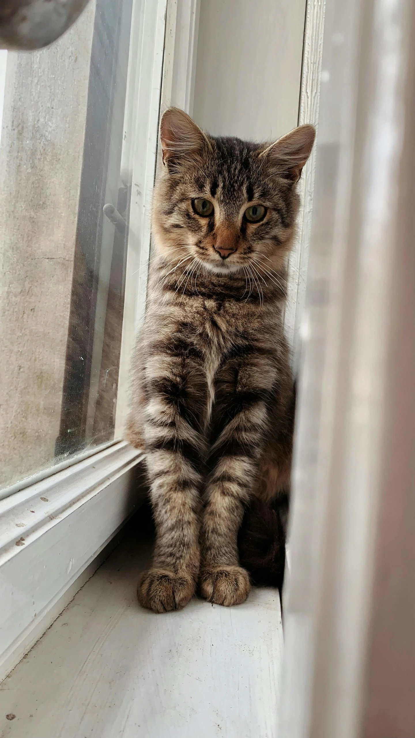 a cat sitting on a window sill staring out