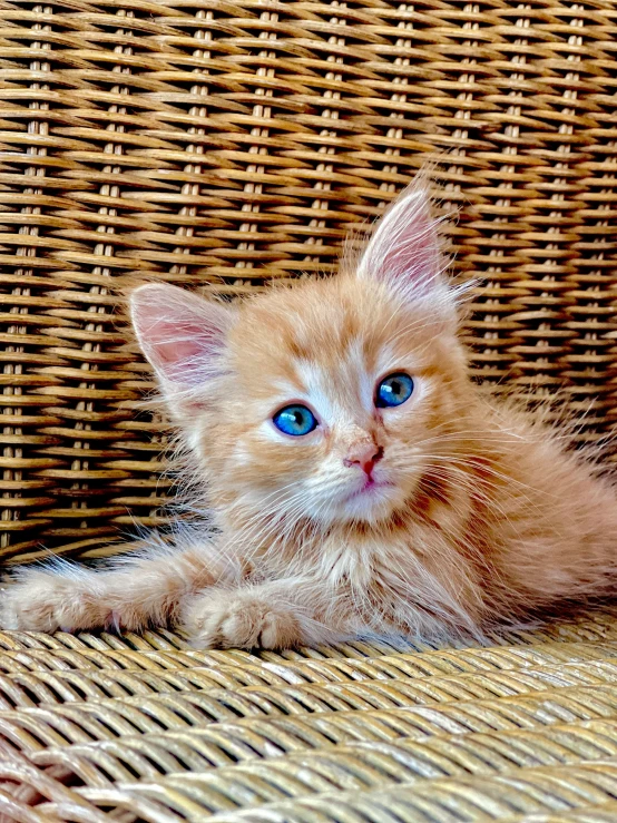 this is an image of a little kitten looking into the camera