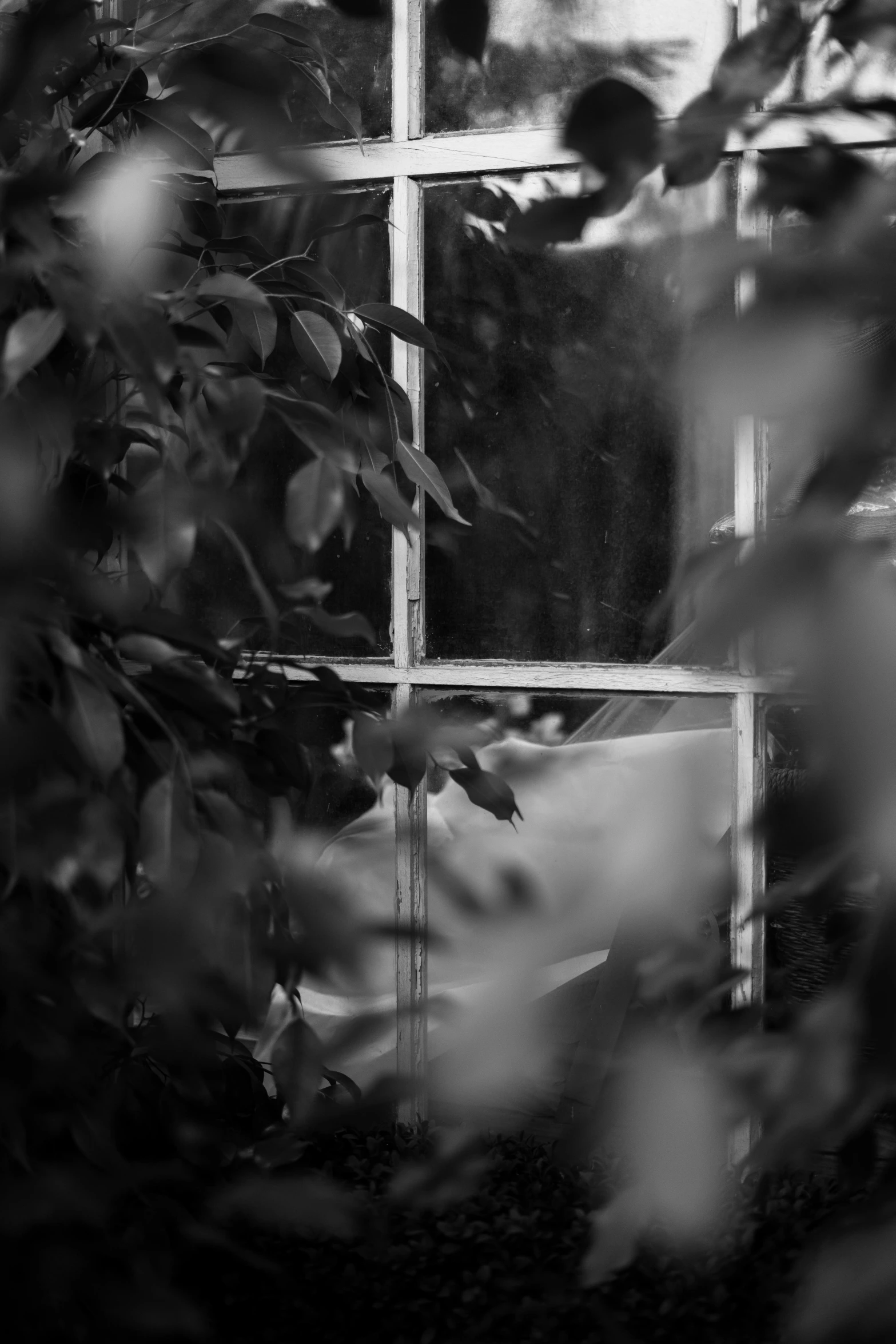 a window in a room that is all covered by plants